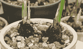 母猪生产后不站立