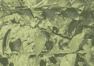 母猪产后有异物