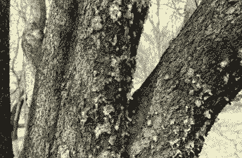 母猪产后必须打的针