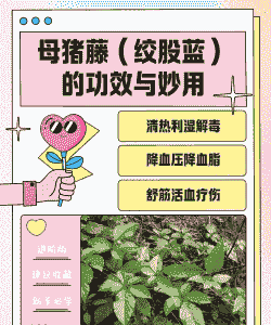 母猪中草药产后调理