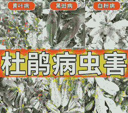 母猪产后又下死胎