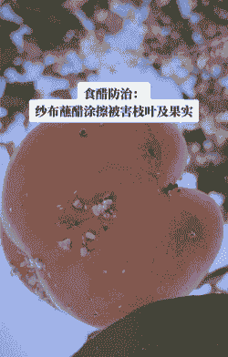 母猪生产后有黑水