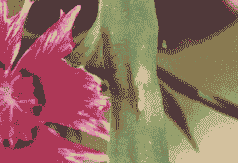 母猪产后都用清宫吗