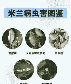 母猪产后有些发抖