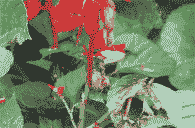 母猪产后便秘小窍门