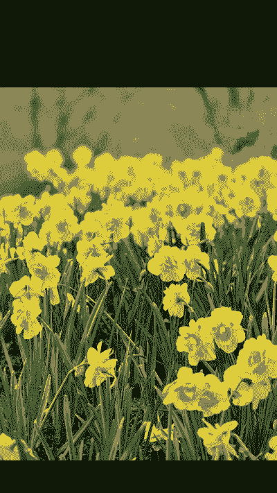 母猪产后可以活动吗