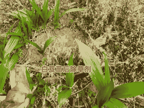 母猪产后庆大霉素消炎