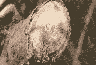 母猪产后身上紫