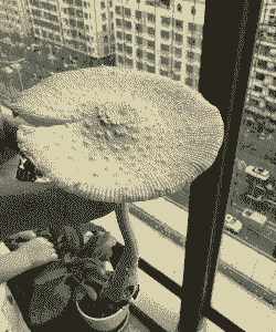 家里养花长蘑菇