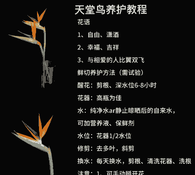 楼顶养花怎样浇水