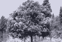 为什么母猪产后护理