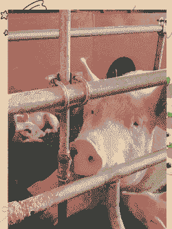 母猪产后发抖不吃料