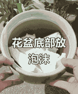 泡沫盆养花好么