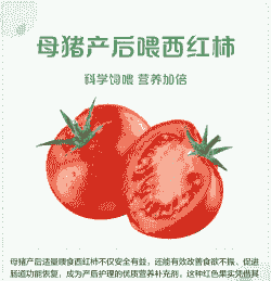 母猪产后吃西红柿好吗