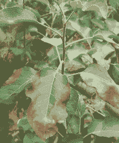 产后母猪脚刨地