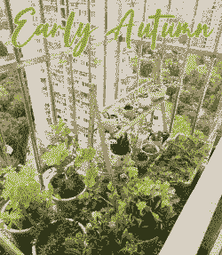 防盗栏外怎么养花