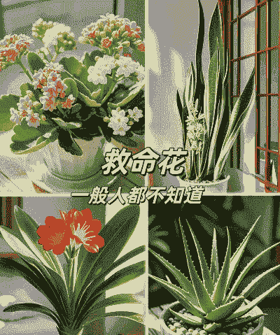 房间适宜养花吗