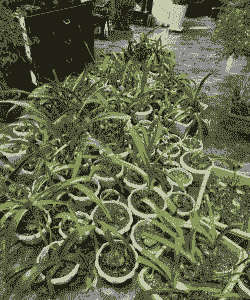 国内养花大神 国内养花大神