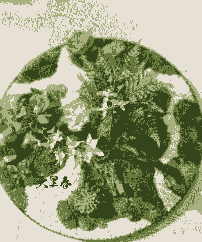 圆盘造型养花好吗