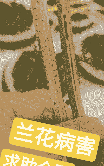 母猪产后什么季节消炎