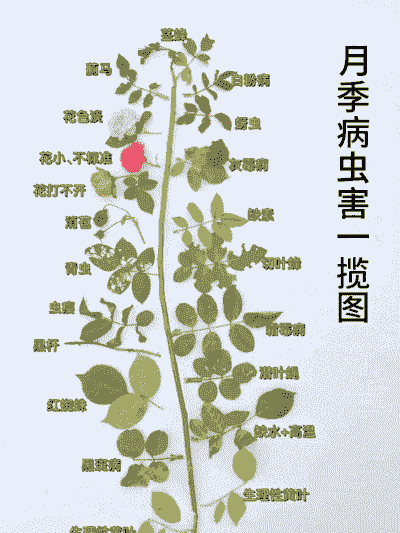 母猪产后怎么好感冒