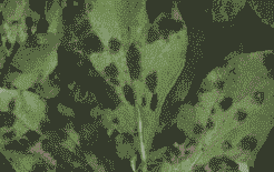 母猪产后气喘有鼻血