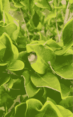 母猪产后胎盘多久掉落