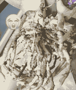 我家母猪产后腹胀