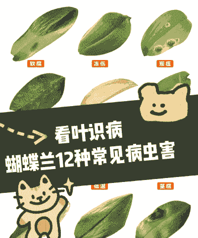 母猪产后手感冰凉