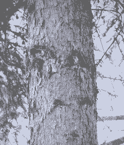 母猪产后高烧不退原因