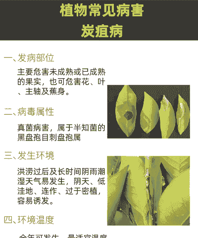 母猪产后不吃又没奶水