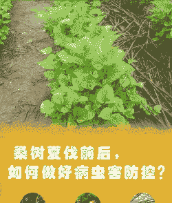 商品母猪产后适宜温度