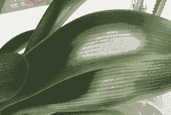 母猪产后静脉输液消炎