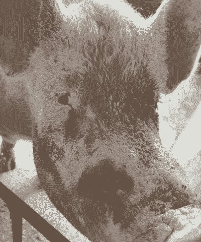 母猪产后脸色苍白