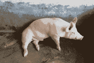 母猪产后后腿不立