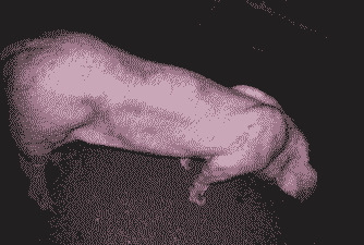 母猪产后全身有紫斑