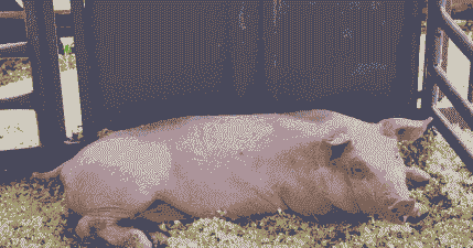 母猪产后颤抖不进食