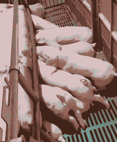 母猪产后多久采食奶水