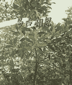 母猪产后如何吃奶快