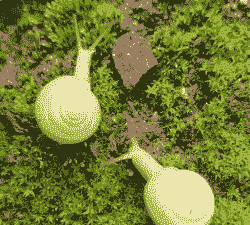 母猪产后消炎的配方