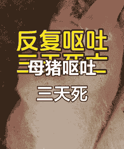 母猪产后肚子胀呕吐