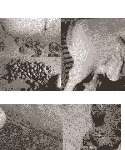 母猪产后吃食不排粪