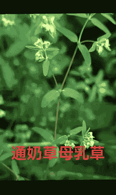 母猪产后喂什么草药