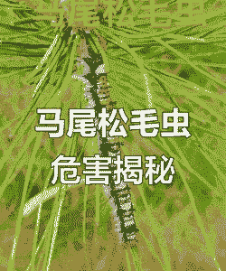 板蓝根母猪产后能用吗