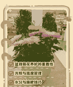 产后母猪何时进食