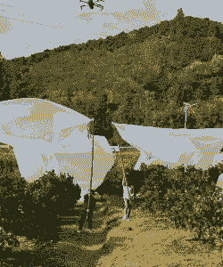 母猪产前产后中草药