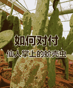 母猪产后体温37度