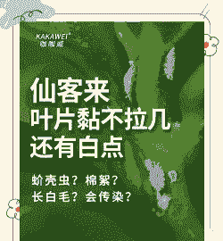 母猪产后拉稀不吃食