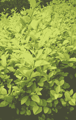 母猪产后吃红糖鸡蛋