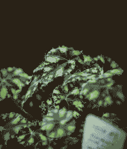 母猪产后喝凉水行吗